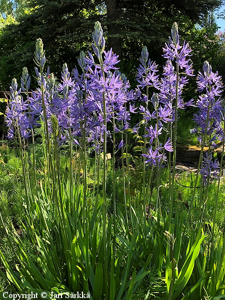 Camassia leichtlinii, isothtihyasintti